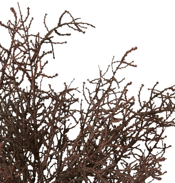 santolina bush