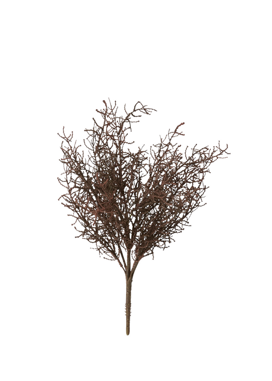 santolina bush