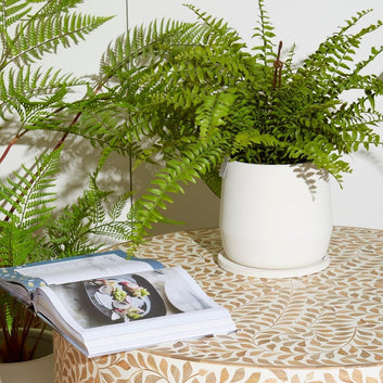 faux fern