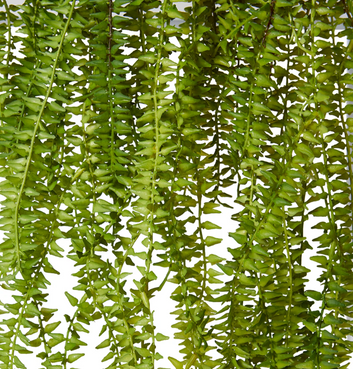 sawtooth hanging plant 70cm