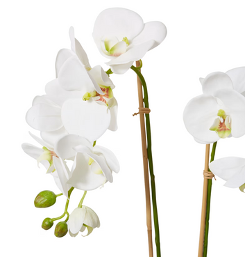 luxe phalaenopsis orchid zelma