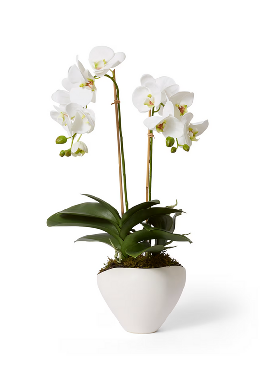 luxe phalaenopsis orchid zelma